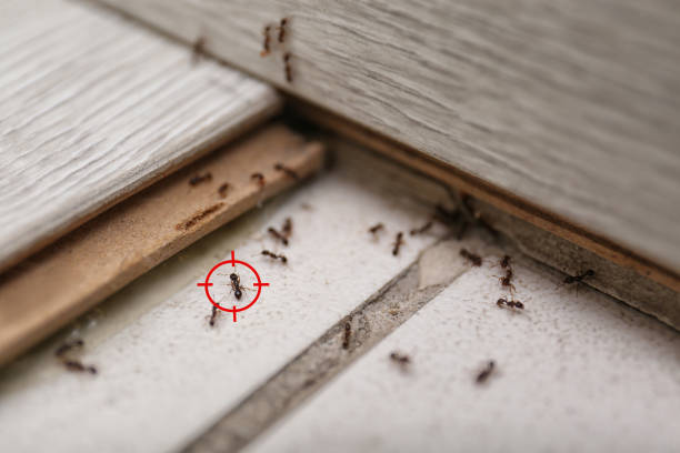 Best Termite Control Services  in Trumbull Center, CT